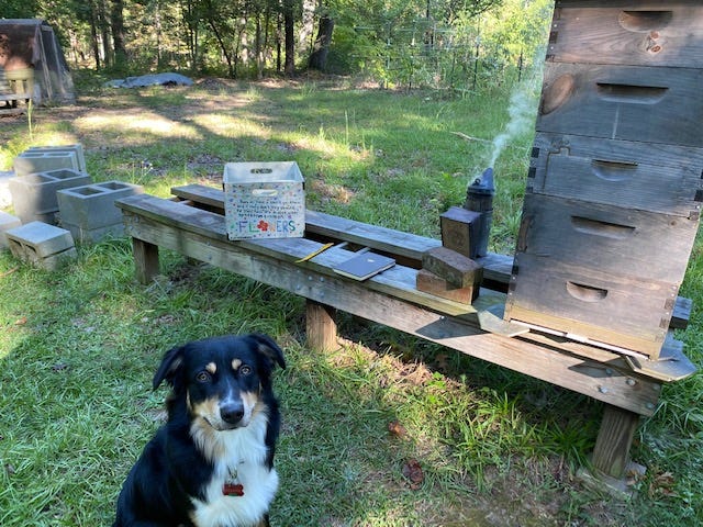 Australian shepherd puppy next to a bee hive