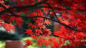 How to Select the Right Japanese Maple ...