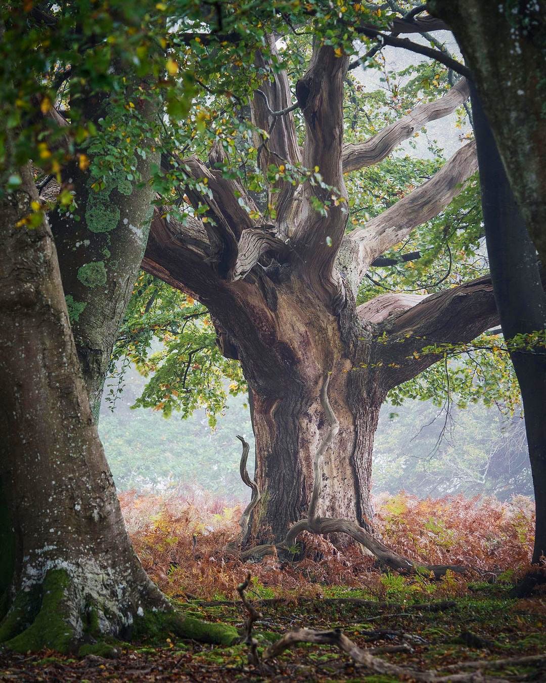 The New Forest from photographer Ariel Kozak on Instagram