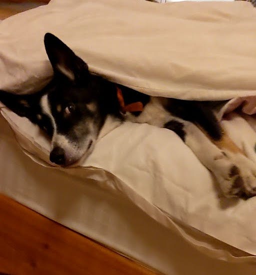 Dog lying inside a comforter Dog lying inside a comforter