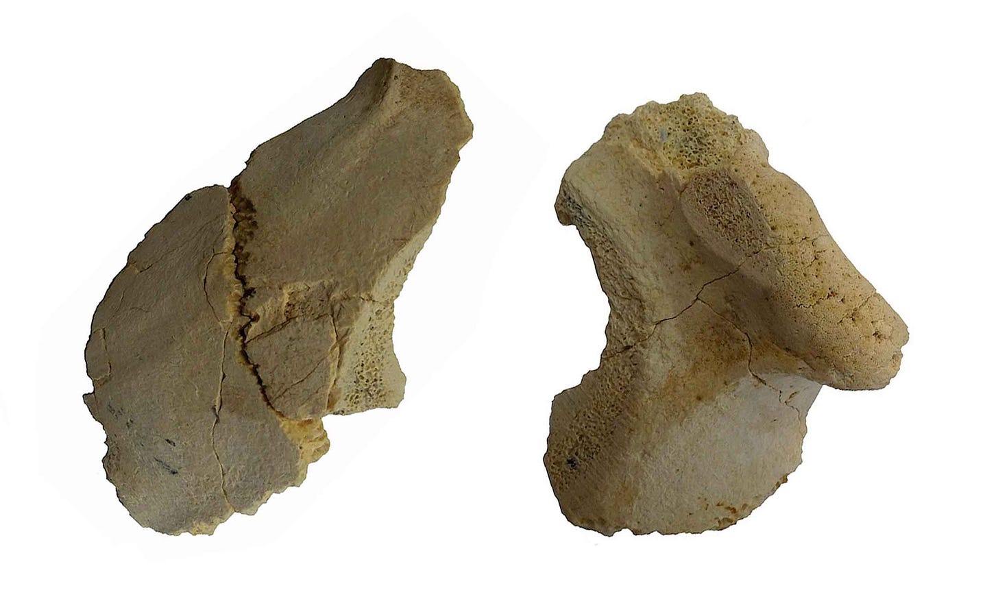 Two fragments of a skull, bearing a browridge and truncated by slice marks Two fragments of a skull, bearing a browridge and truncated by slice marks