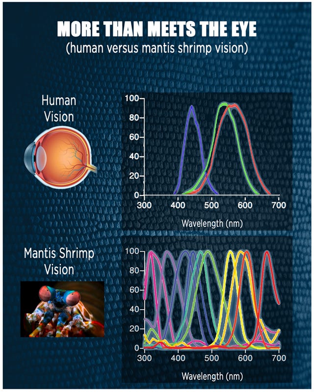 Mantis shrimp-inspired camera provides second opinion during cancer surgery  | Illinois