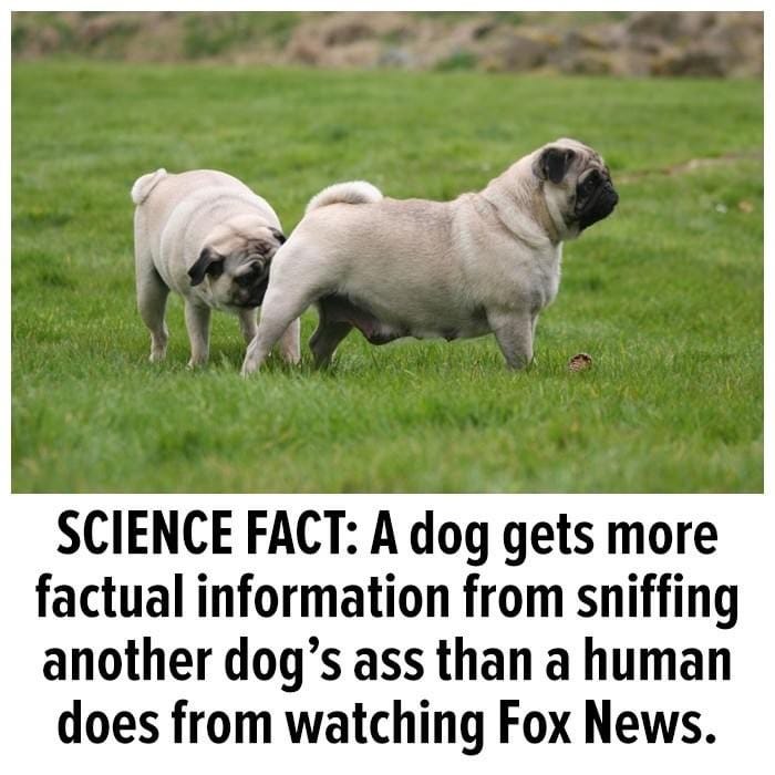 SCIENCE FACT: A dog gets more factual information from sniffing another dog's ass than a human does from watching Fox News.