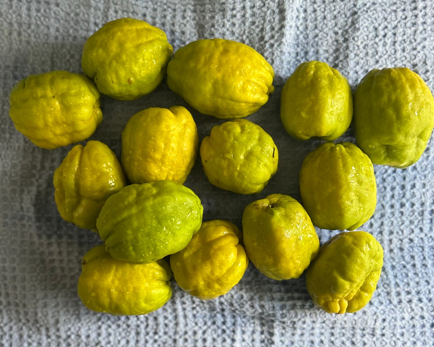 Yellow and pale green quinces, slightly wet with raindrops, on a pale blue waffle fabric