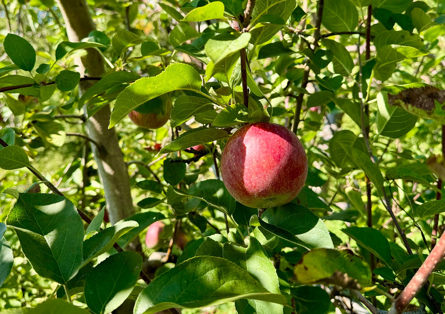 Red apple hanging off branch