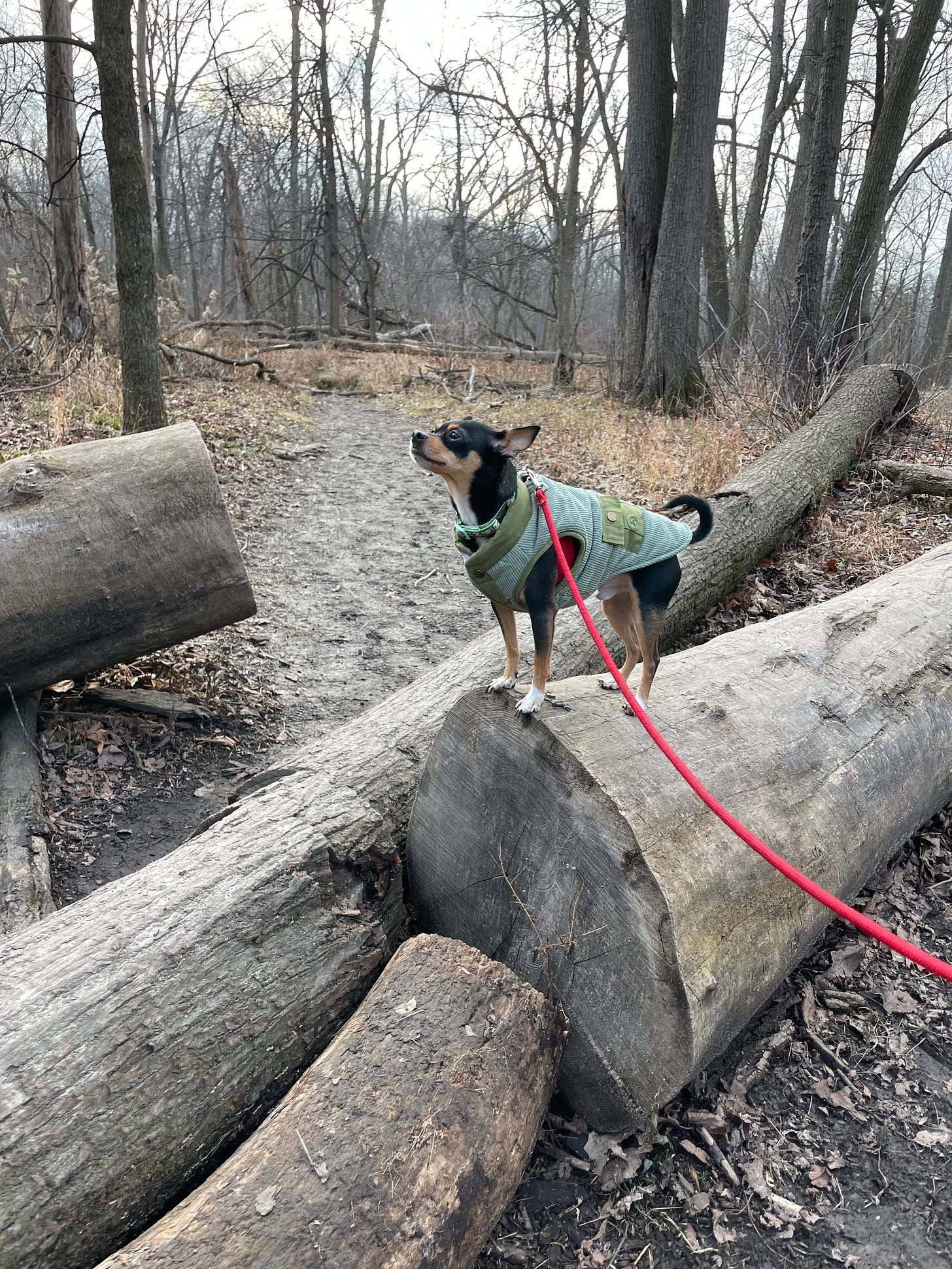 A chihuahua wearing a green jacket, standing on a log in a forest preserve.