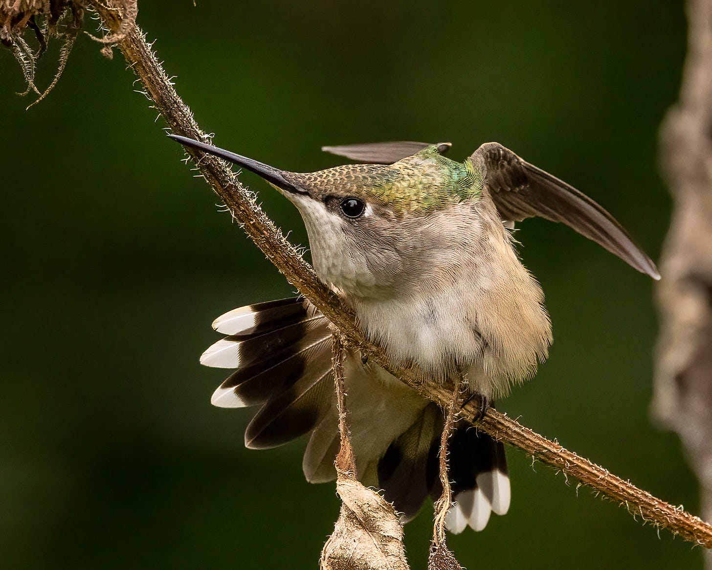 The hummingbird is perched on a fuzzy plant stalk. The bird is stretching its wings high behind its back, and its tail is flared out. It looks pretty awkward!