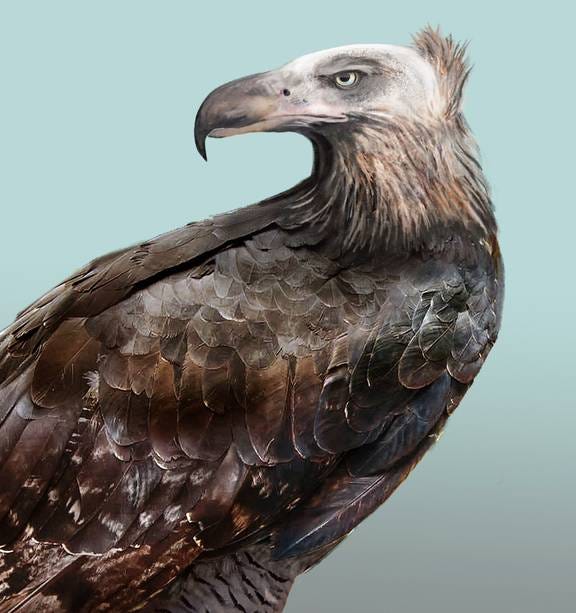 What we've just learned about NZ's goliath Haast's eagle - NZ Herald