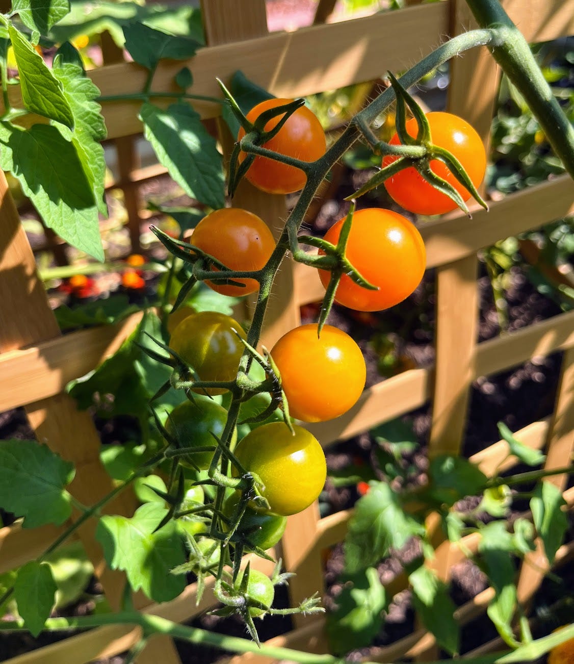 Sungold tomatoes ripening on the vine