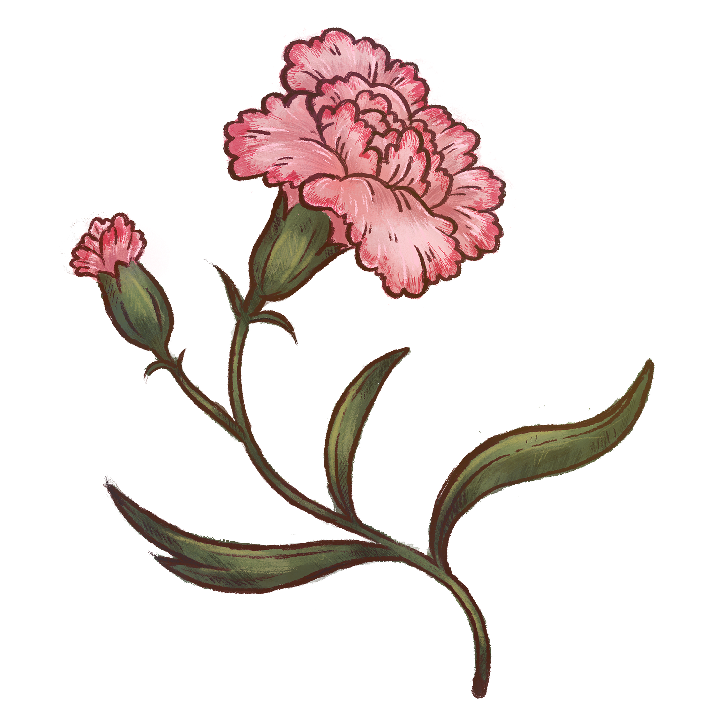 a digitally hand drawn illustration of a stylized pink carnation