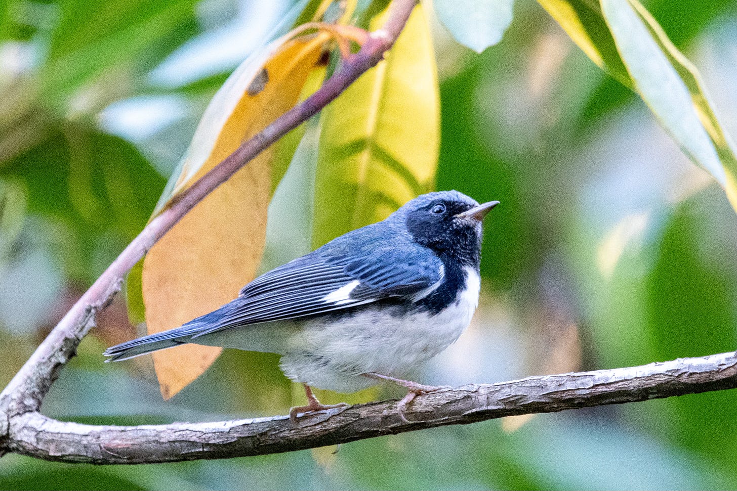 A black-throated blue warbler, looking skyward, stands in a magnolia
