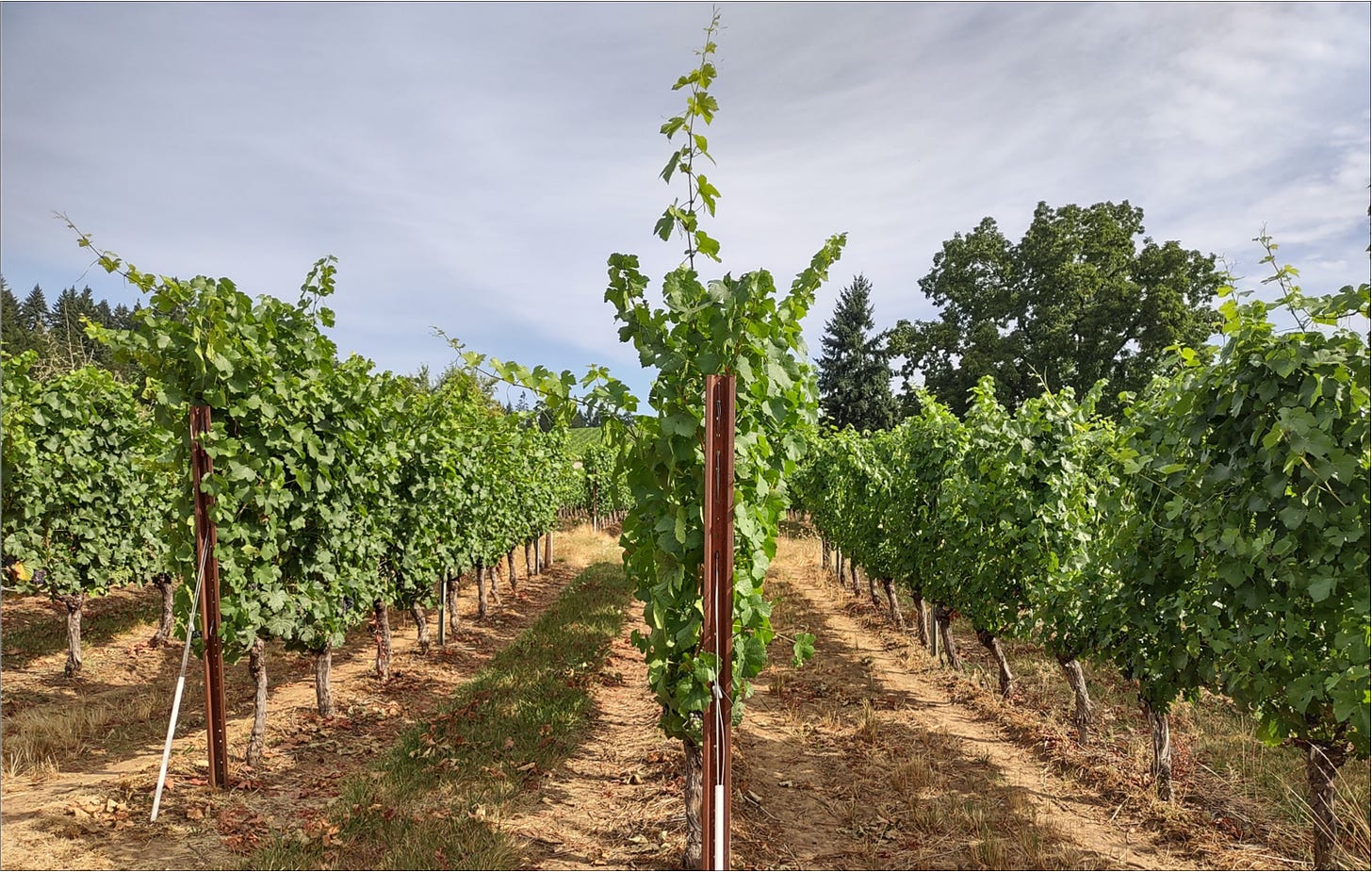 Pinot Noir vines in a Vertical Shoot Position (VSP) trellis.