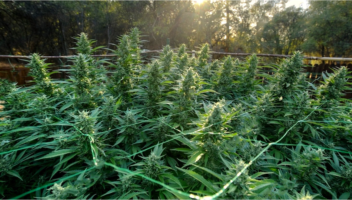 How To Support Cannabis Plants Outdoors | Fast Buds