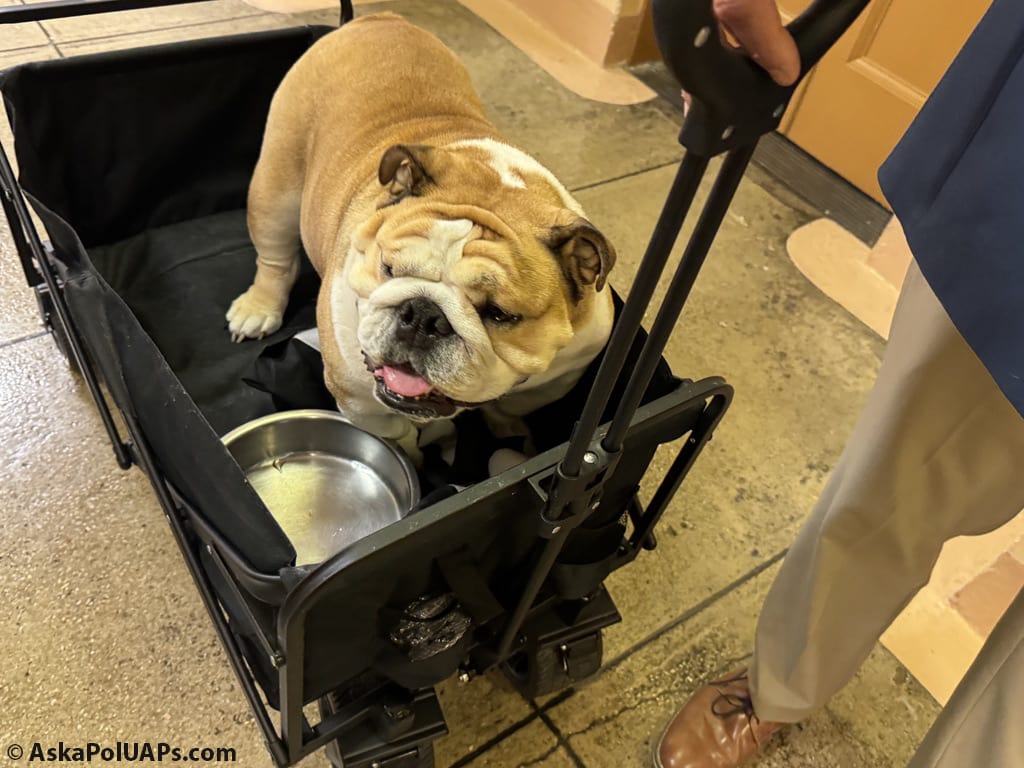 A bulldog is being pulled in a lil wagon through the US Capitol. © AskaPolUAPs.com A bulldog is being pulled in a lil wagon through the US Capitol. © AskaPolUAPs.com