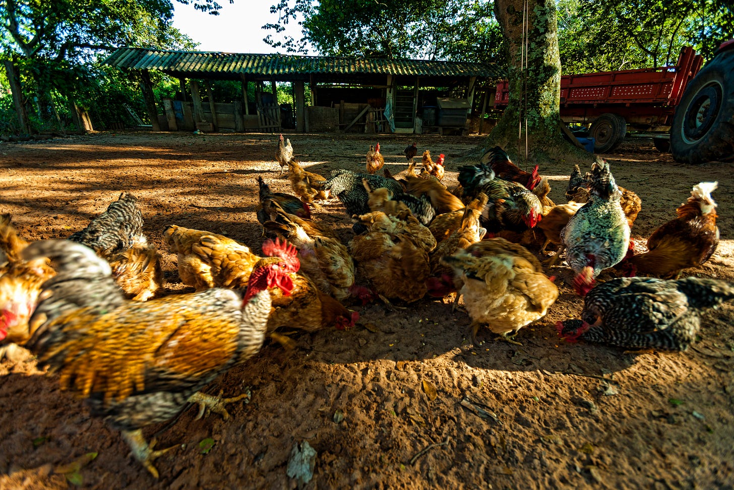 File:Free Range chickens feeding.jpg - Wikimedia Commons
