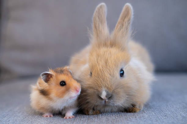 hamster and rabbit sitting side by side, animal friendship concept hamster and rabbit sitting side by side, animal friendship concept. hamster stock pictures, royalty-free photos & images