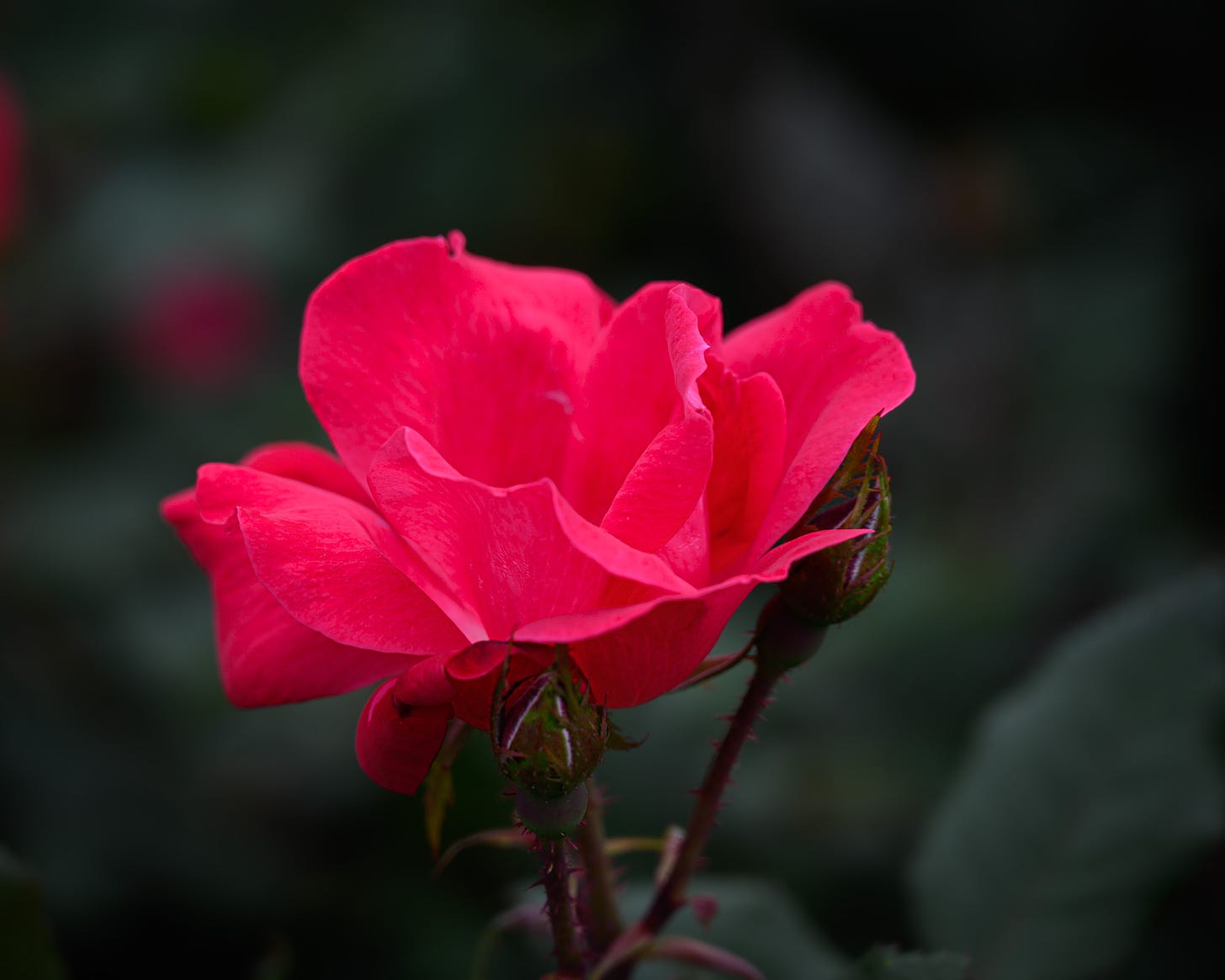 Closeup of a single red rose with a small bud behind it