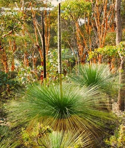 An Australian Grass Tree featured from the plants in a tropical forest.