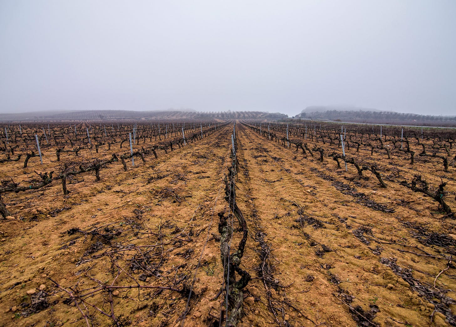 What Climate Change Means for the Wine Industry | NUVO