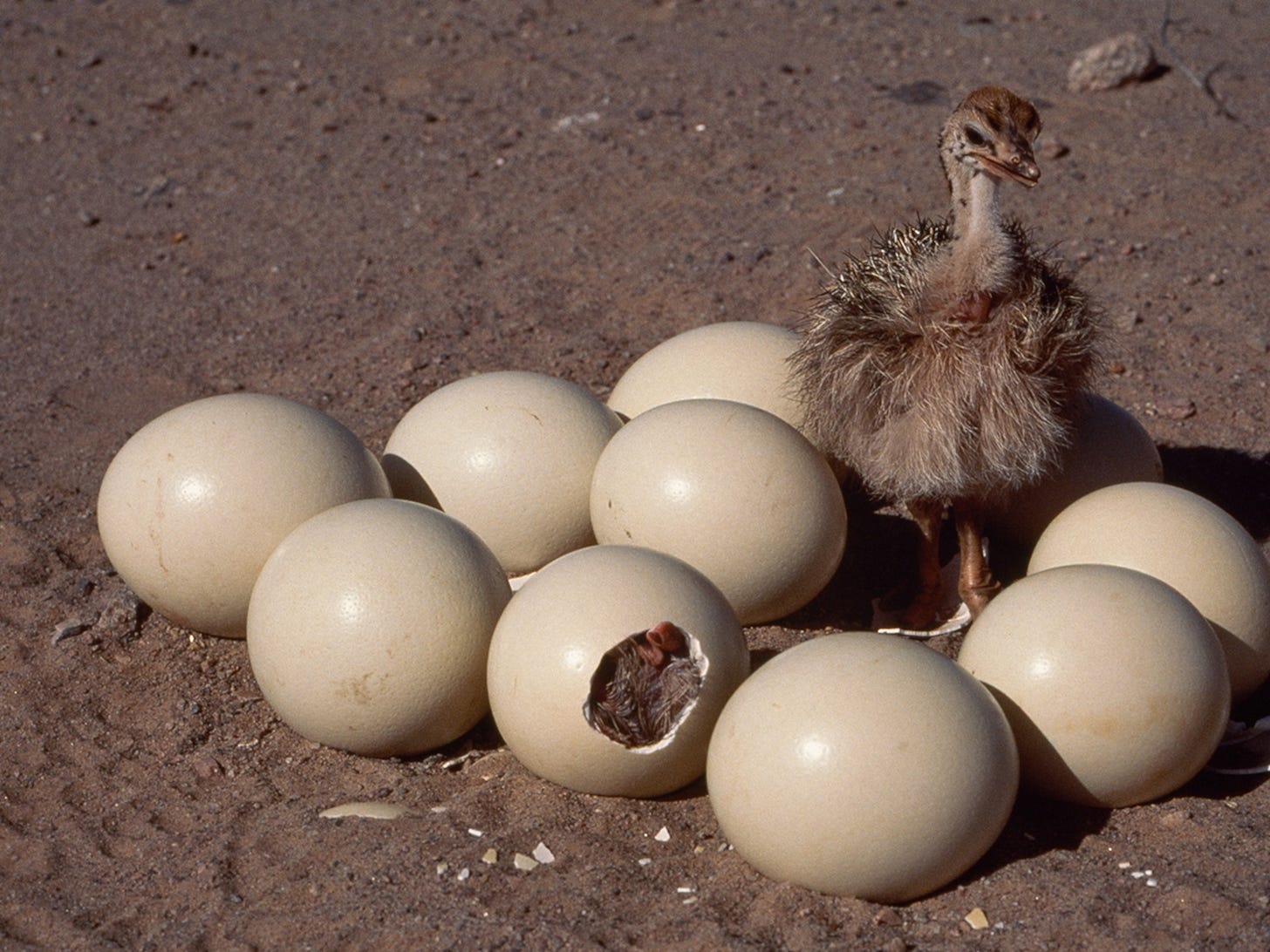 Ostrich