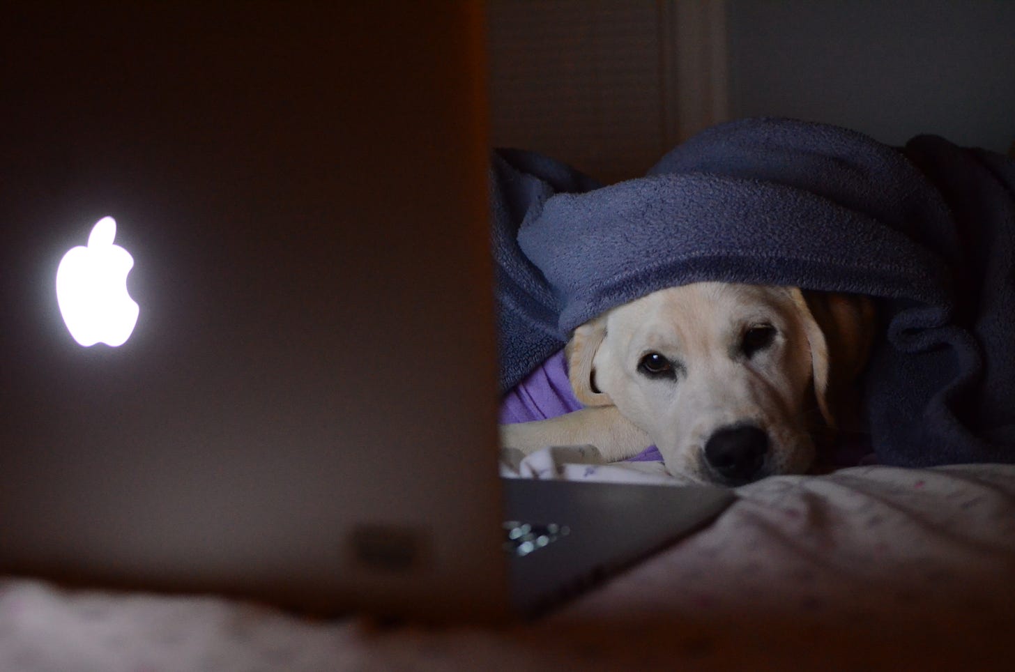A yellow Labrador retriever is snuggled up under a navy blanket and on top of a pink one with gold polka dots. She's in front of a Macbook laptop that's lighting up her face in the dark.