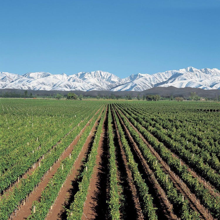 Alamos's high desert vineyards in Argentina's Mendoza wine region