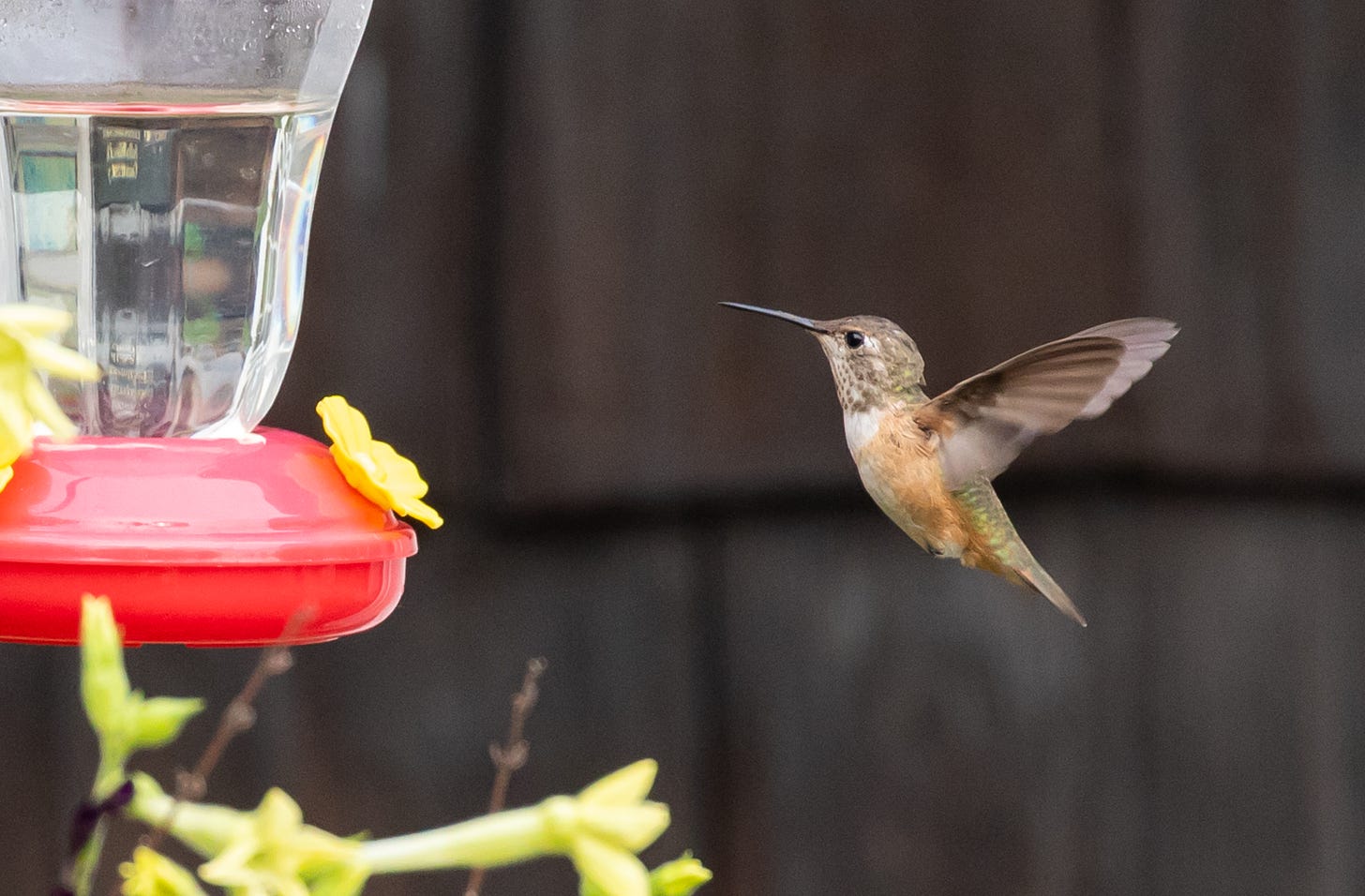 a hummingbird with a rust-colored belly and green rump facing left, set against a brown brick wall, with a hummingbird feeder in the left side of the image.