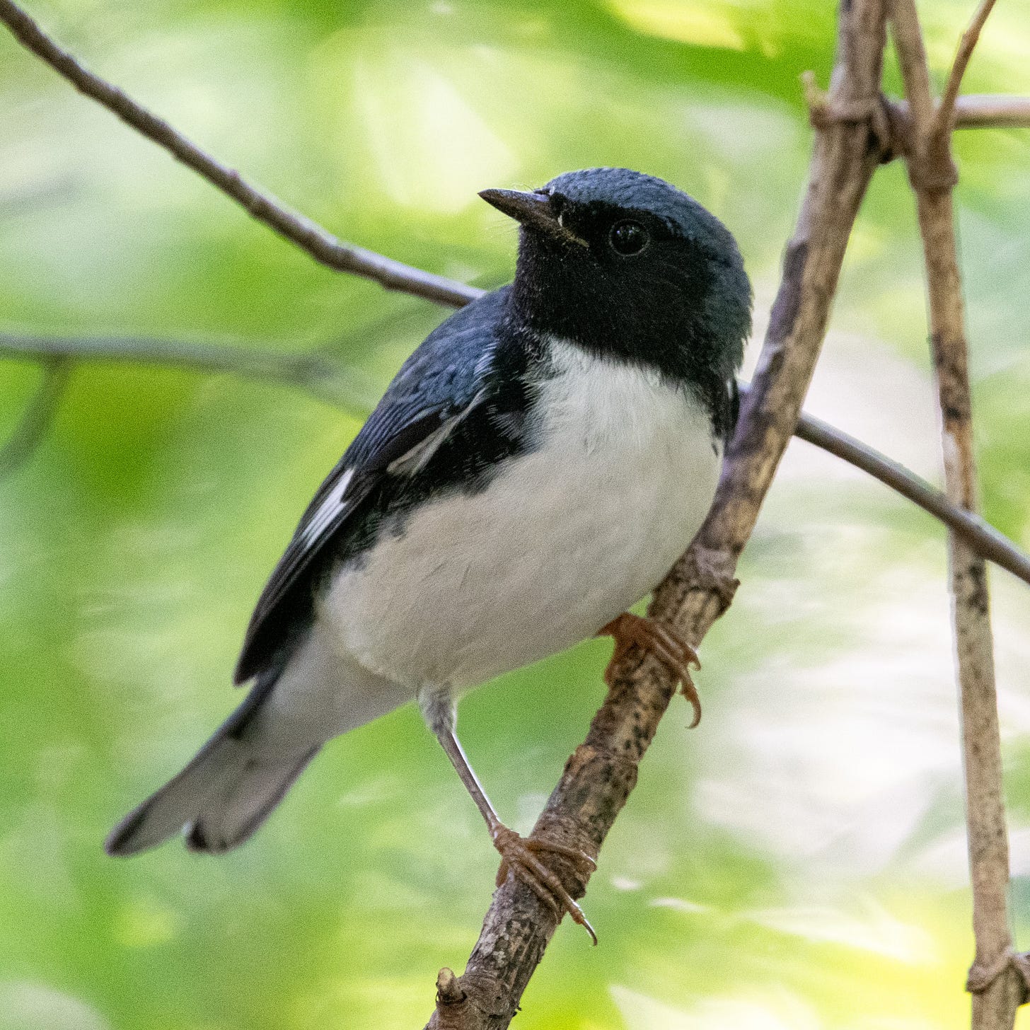 A small bird with a blue cap, a black face mask, and a white breast stands diagonally on a twig, in a jaunty, somewhat Napoleonic pose