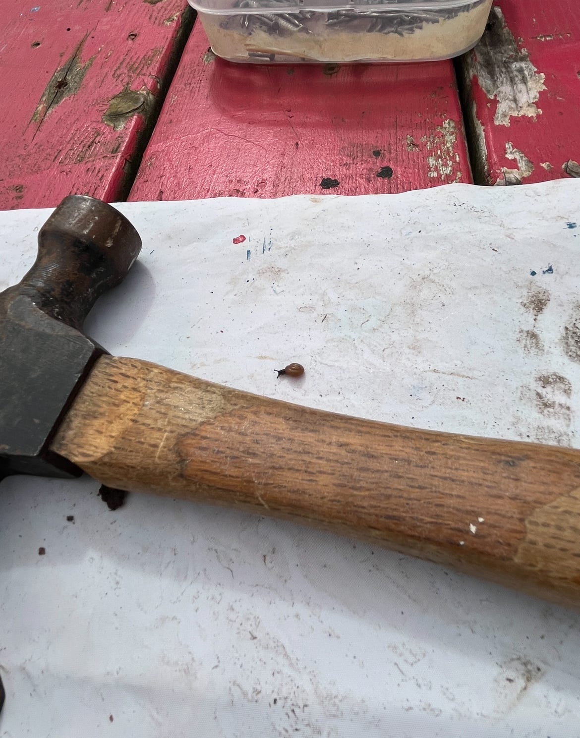 A hammer sitting on my work bench. A tiny snailv sits beside it.