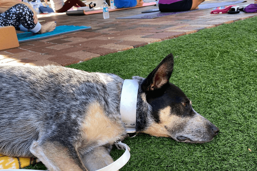 Scout the blue heeler relaxes on a mat during a public yoga class at the Avenue Viera outdoor mall