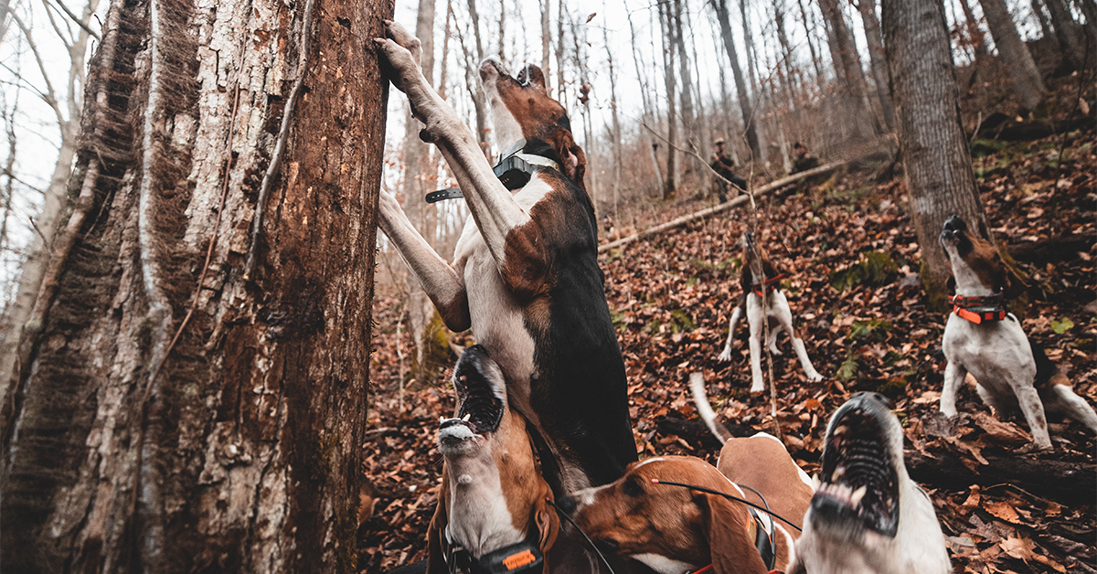 Hunting hounds