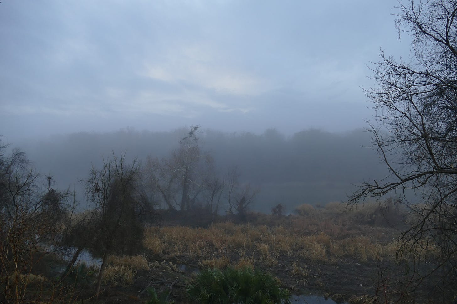 Urban river valley cloaked in fog, with heronry visible in the middle ground