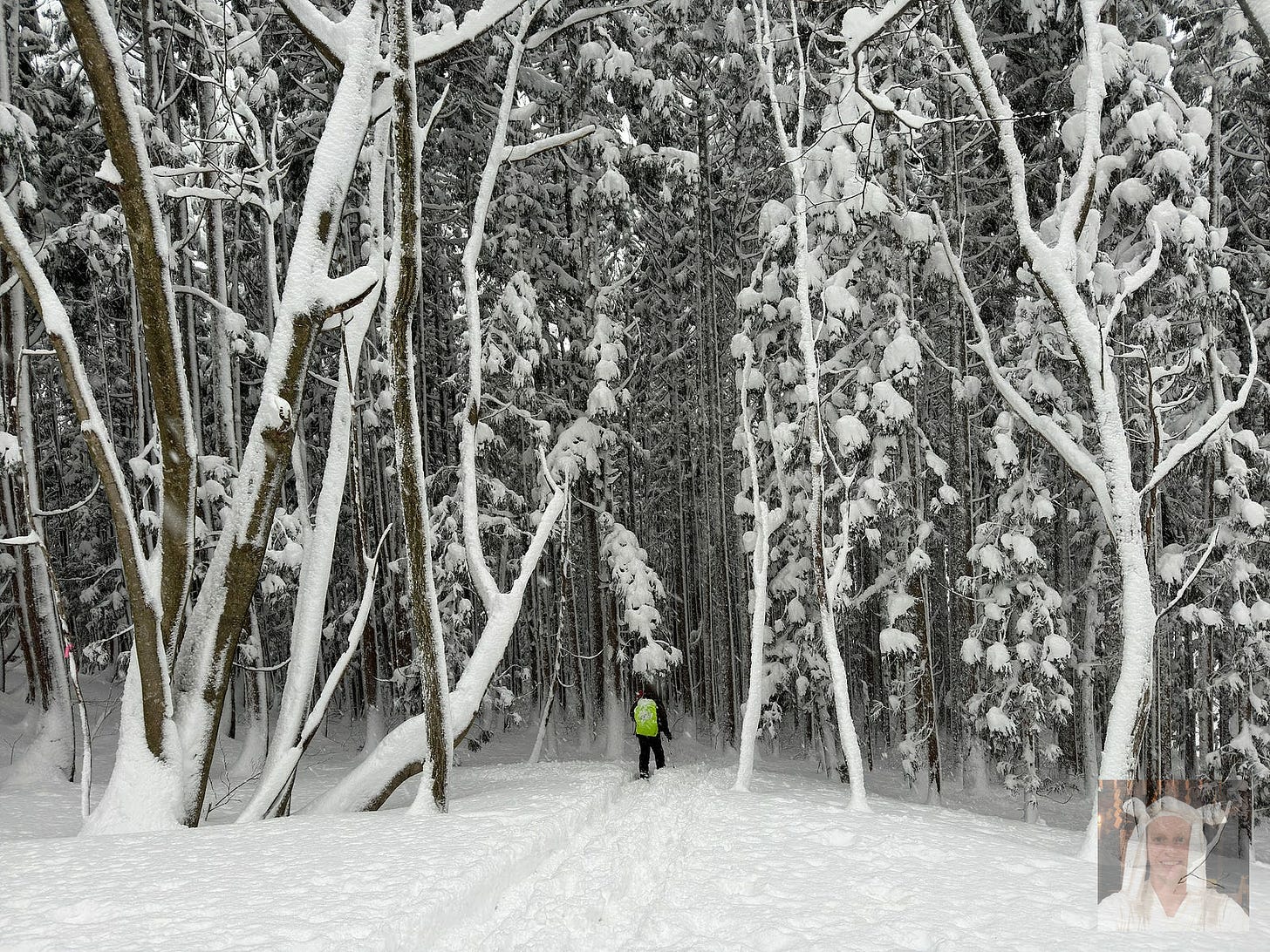 A man with a green bag cover enters a dark cedar forest completely enveloped in snow on Shirotaro-yama, Oguni-machi, Yamagata Prefecture, Japan.