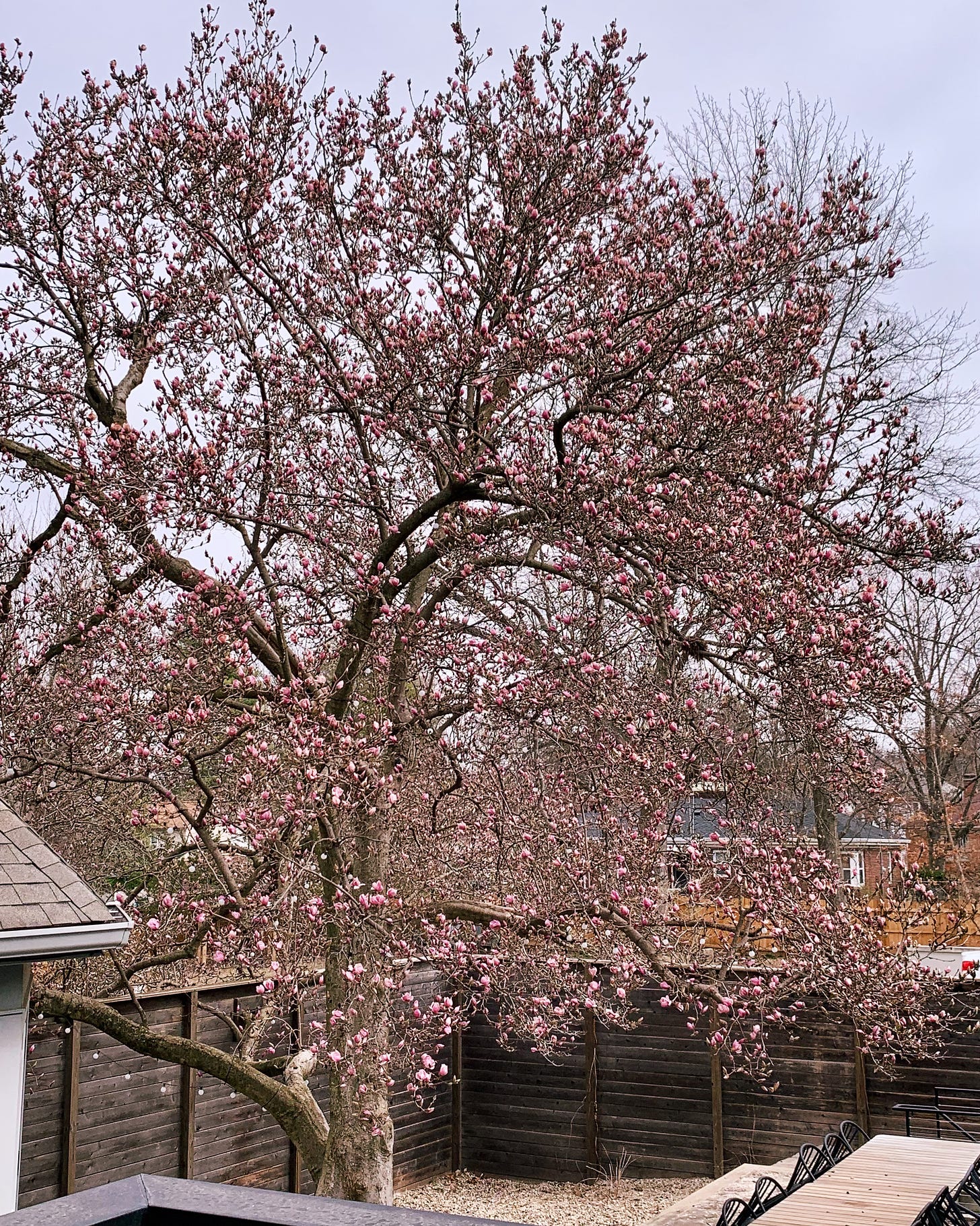 a large magnolia with budding pink blossoms in front of a grey-blue sky