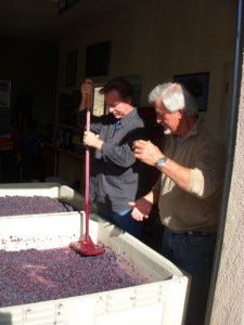 Tom counsels C on the correct procedure for punching down the grapes. Even the air is full of wine here.