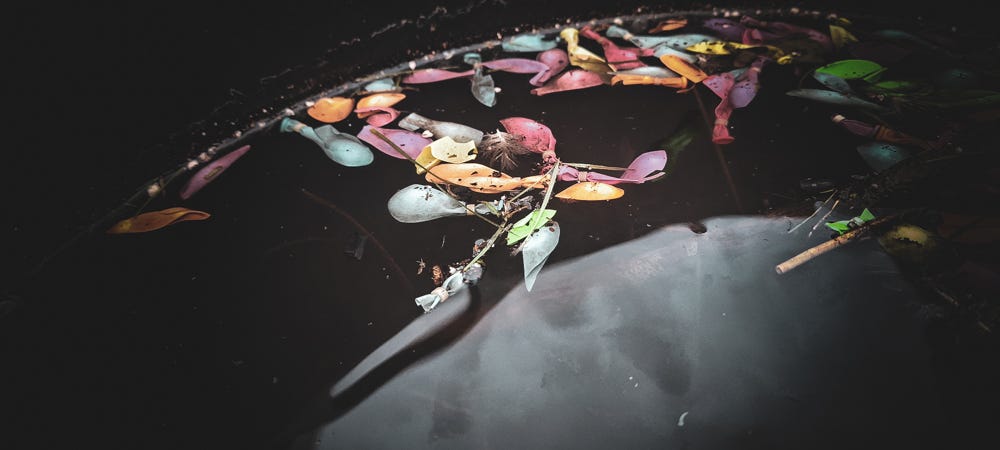 Flower petals in water.