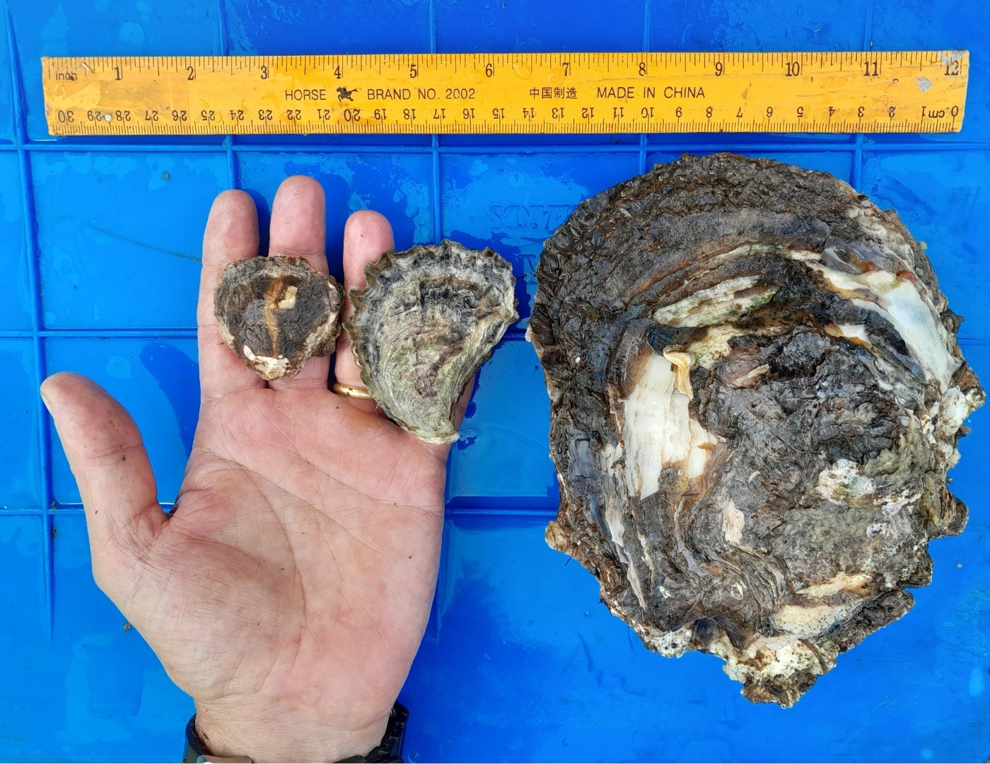 The Suminoe Oyster detected on the Gold Coast