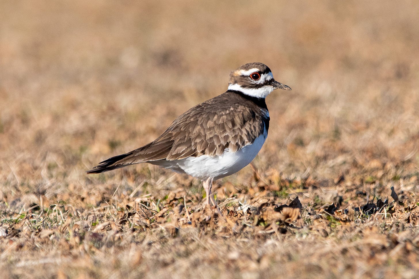 A kildeer in profile, standing in a field, its red-ringed eye fixing the viewer
