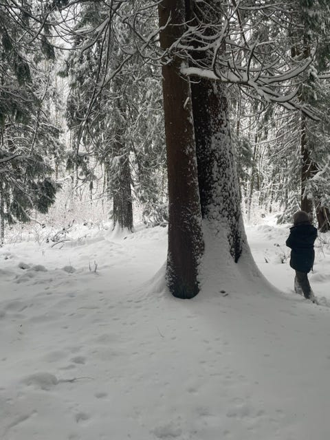 snowy forest walk 