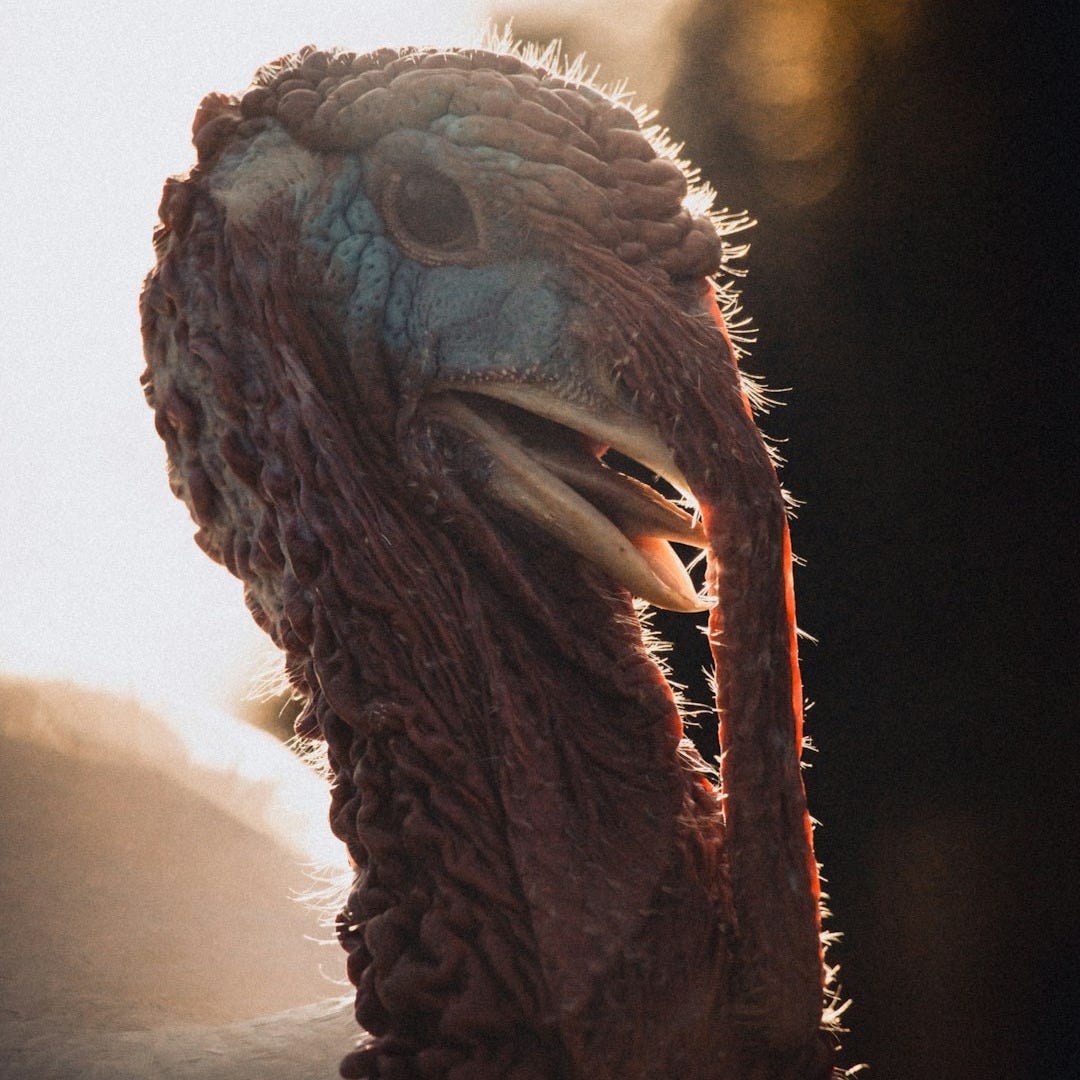 a close up of a bird