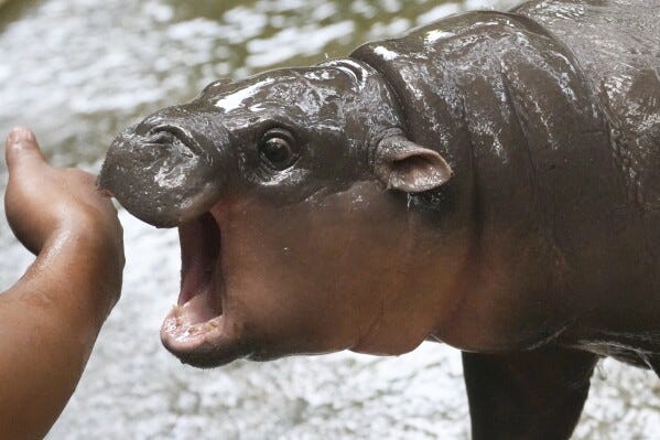 Thailand's adorable pygmy hippo Moo Deng launches a thousand ...