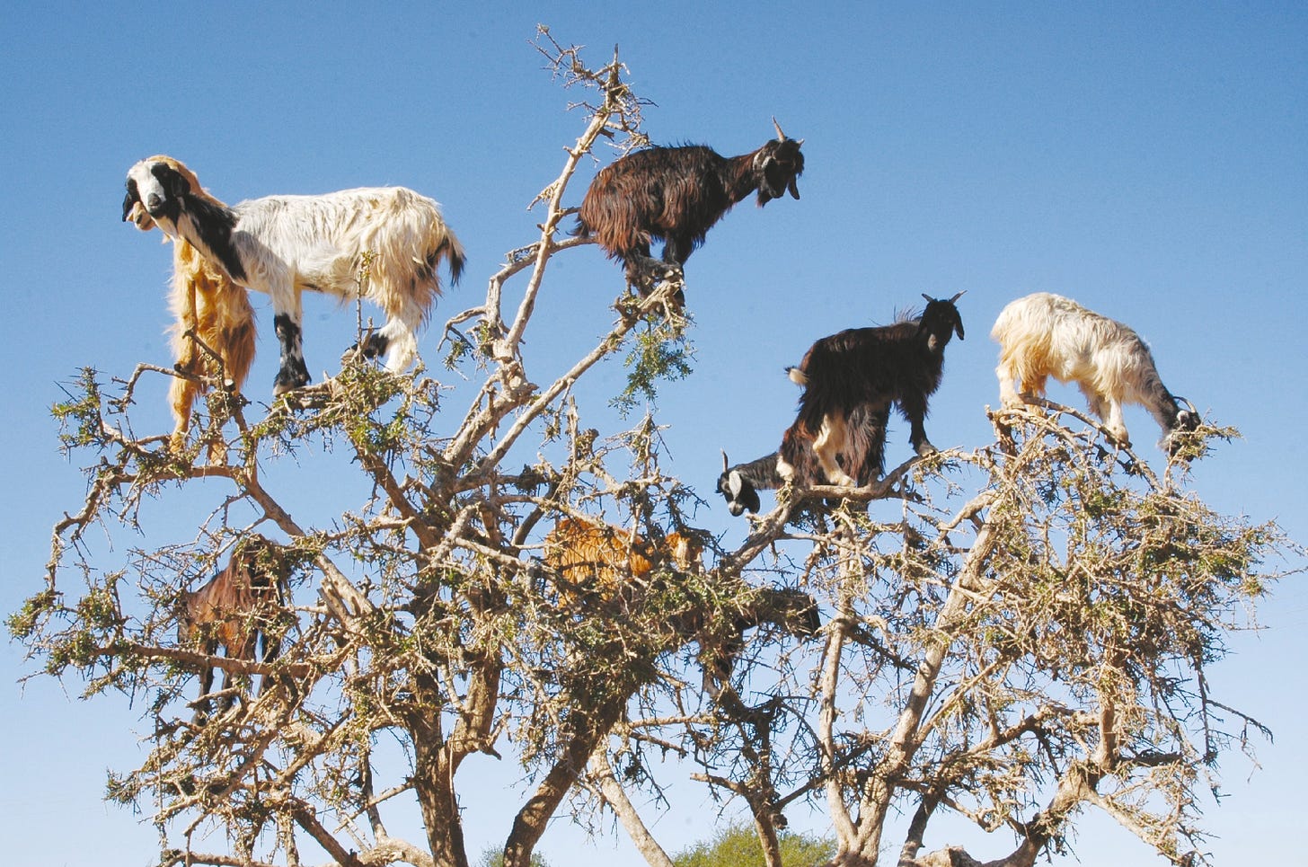 Several shaggy goats of multiple colors who have climbed into the topmost branches of a tree to eat the leaves.