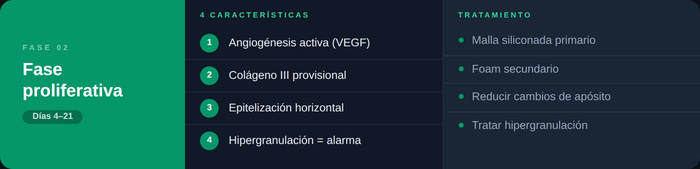 Diagrama fase proliferativa de la cicatrización