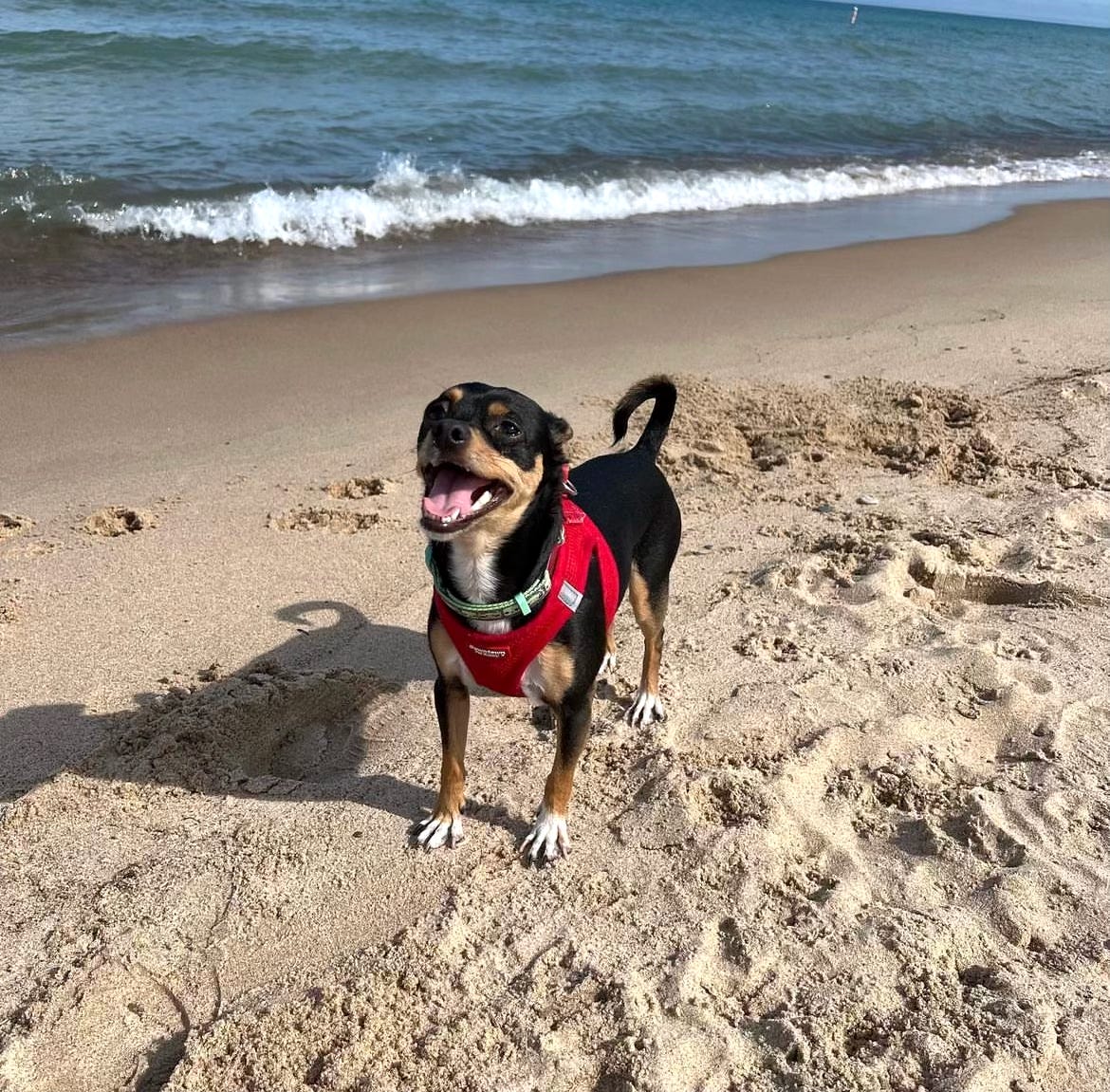 Basil the black and brown chihuahua poses in a red harness on the beach with his mouth open.