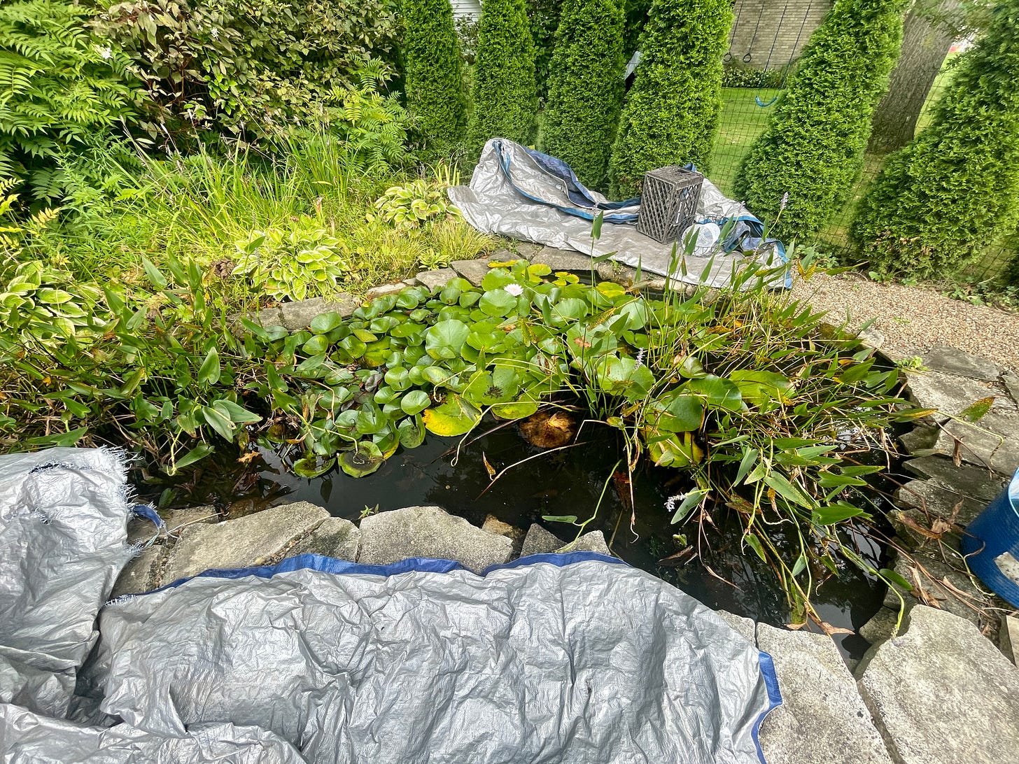 September garden pond cleanup at Havenwood