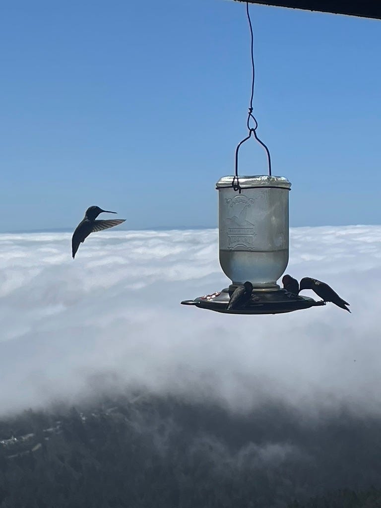 Hummingbird party over SF Bay marine layer, from Mount Tam!
https://www.instagram.com/myphoneart