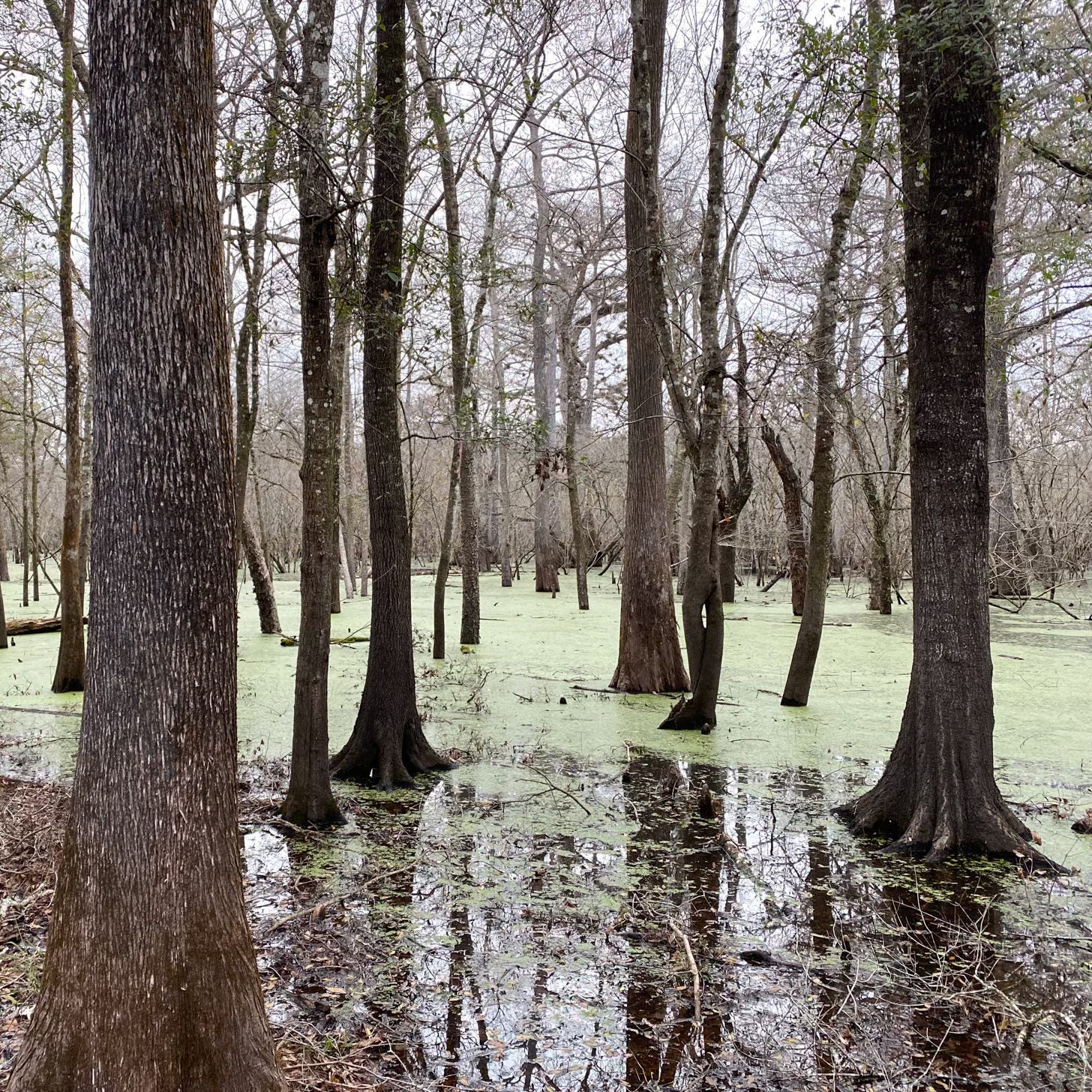cypress trees growing out of green swampy water