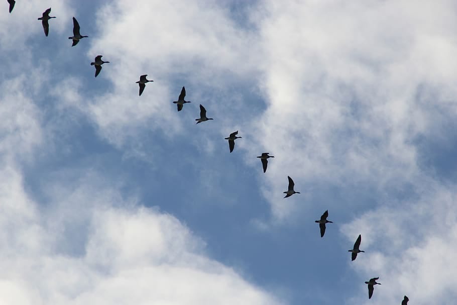 bird migration, migratory birds, wild geese, blue, sky, travel, south, geese, cross, clouds