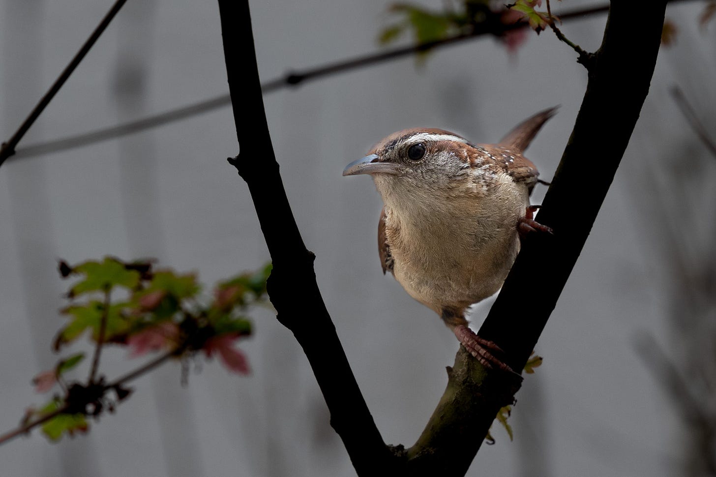 A small female Carolina Wren sits on a branch of a tree, looking forward and facing to the left