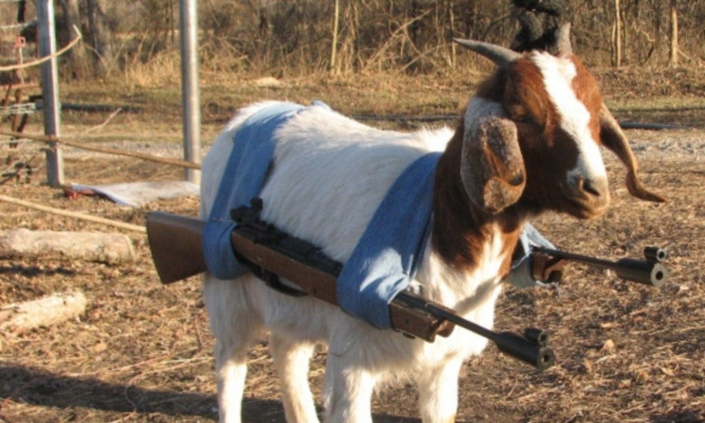 Armed (legged) and dangerous: Meet the goat with guns | Daily Mail Online